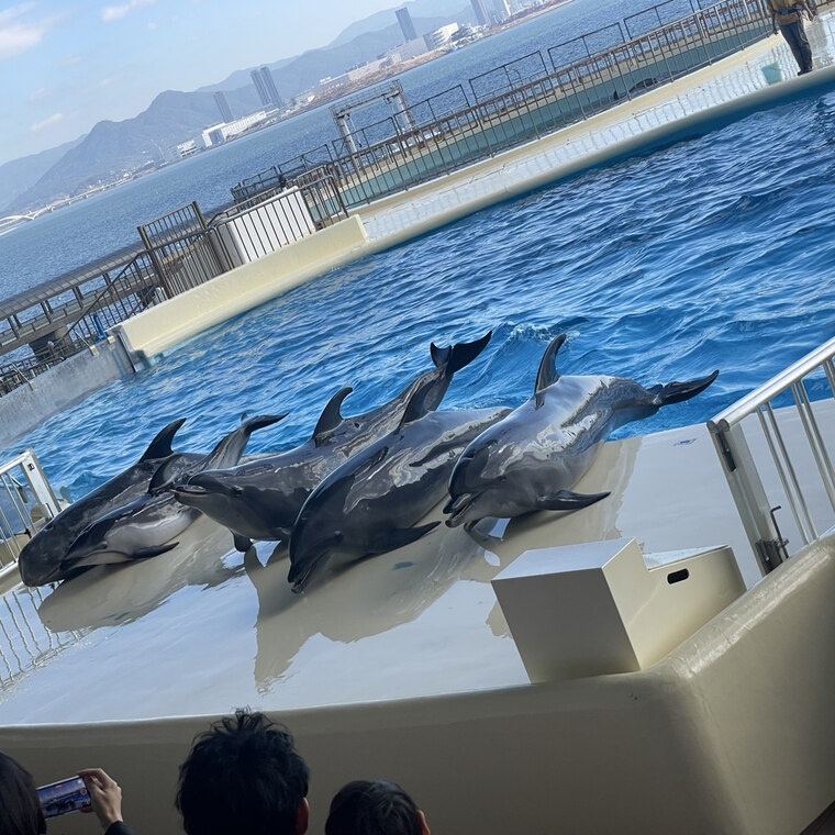 푸른 바다를 배경으로 야외 공연장에서 휴식을 취하는 돌고래들