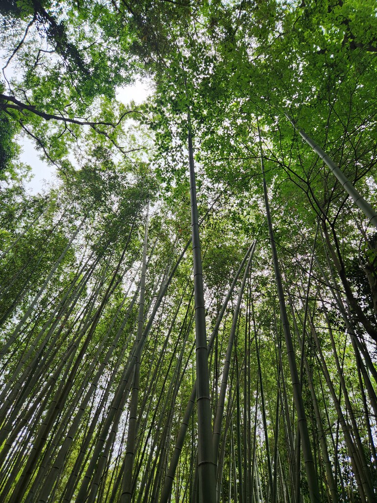 사진 촬영 포함, 아라시야마, 금각사, 여우신사, 청수사 교토 버스 투어 여행자 후기 사진 2